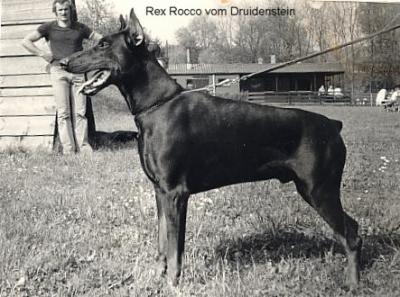 Rex Rocco v Druidenstein
